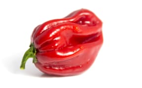 A red habanero chilli pepper on a white background.