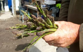 A fistful of asparagus