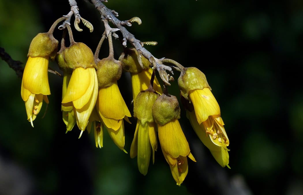 A closeup of kowhai flowers against a dark background