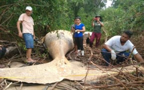 In a post on social media, the Bicho D'agua Institute shows a dead humpback whale in the Amazon jungle.