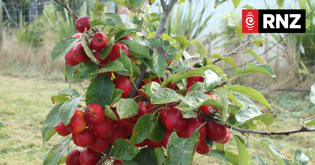 Gore District Council crab apple tree decision did not follow due process - petition - Vimarsana News