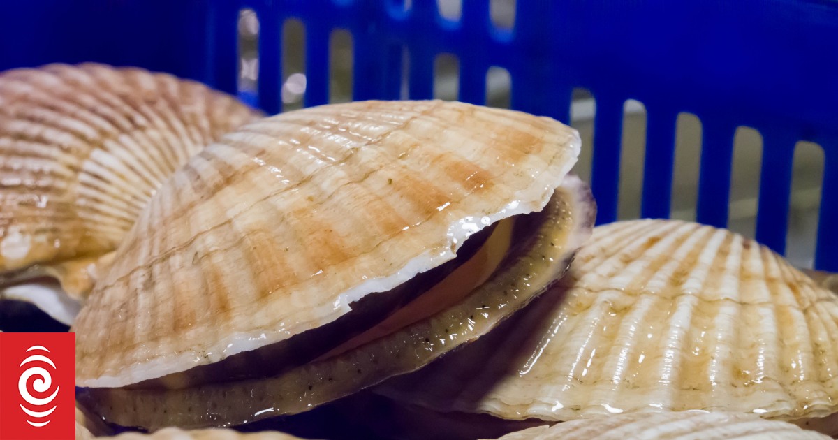 Warning of toxins in Kaipara shellfish