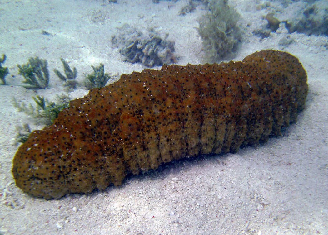 50kg of bechedemer seized in Solomons RNZ News