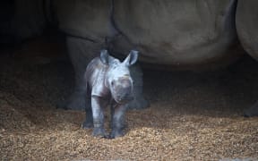 Auckland Zoo's new baby rhinoceros.