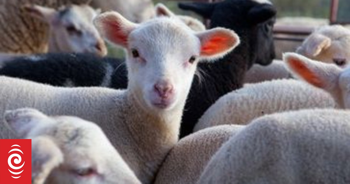 Spike in spore counts for facial eczema RNZ News