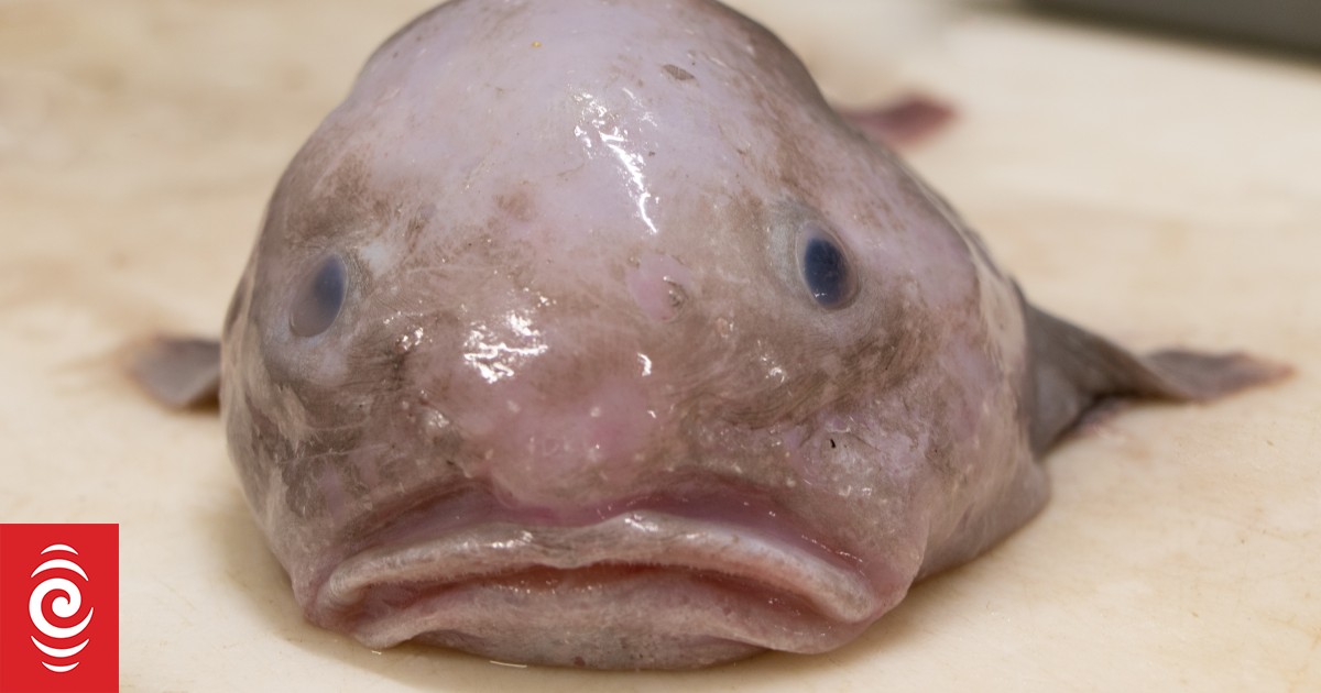 Critter of the Week: The Blobfish | RNZ