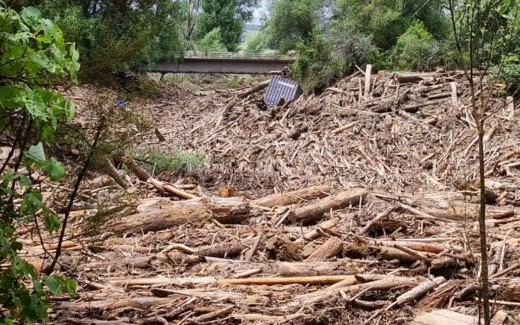 Forestry slash at beach 'It is a terrible tragedy' RNZ News