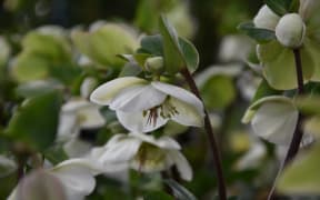 Molly's White Hellebore