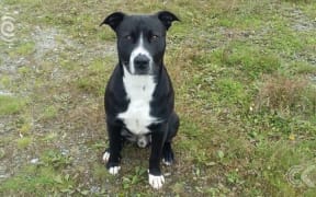 Bull terrier needs new home after owner killed in crash