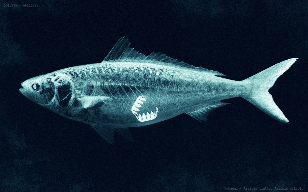 An artist's impression of an oesophagus clip inside a fish