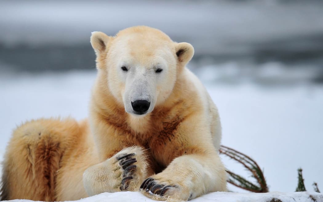 Knut the polar bear in 2010.