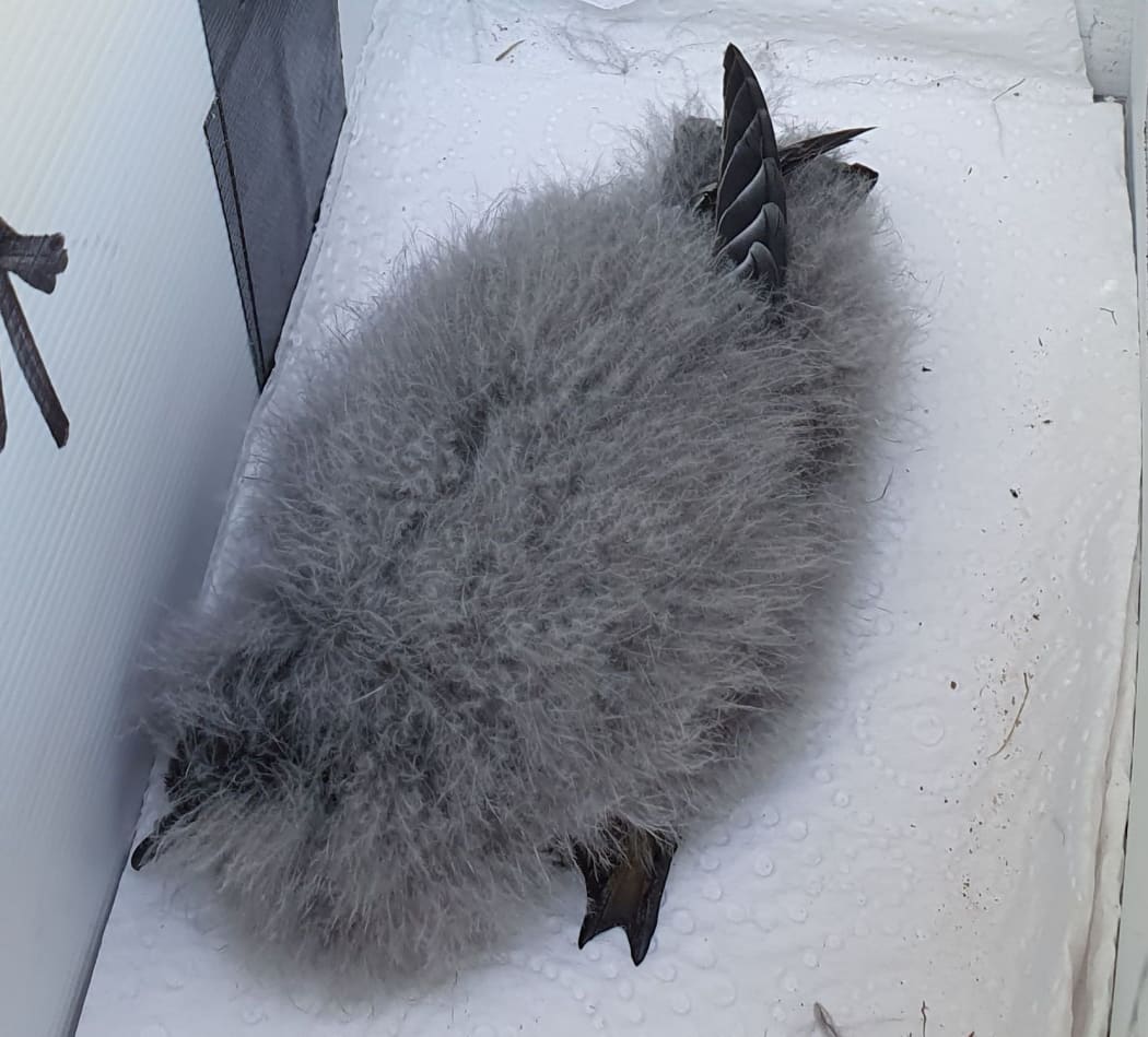 A young white-faced storm petrel chick is still covered in grey down, although the first adult feathers on its wings are visible at the top of shot.