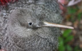 A little spotted kiwi (photo provided by Wellington's Zealandia)