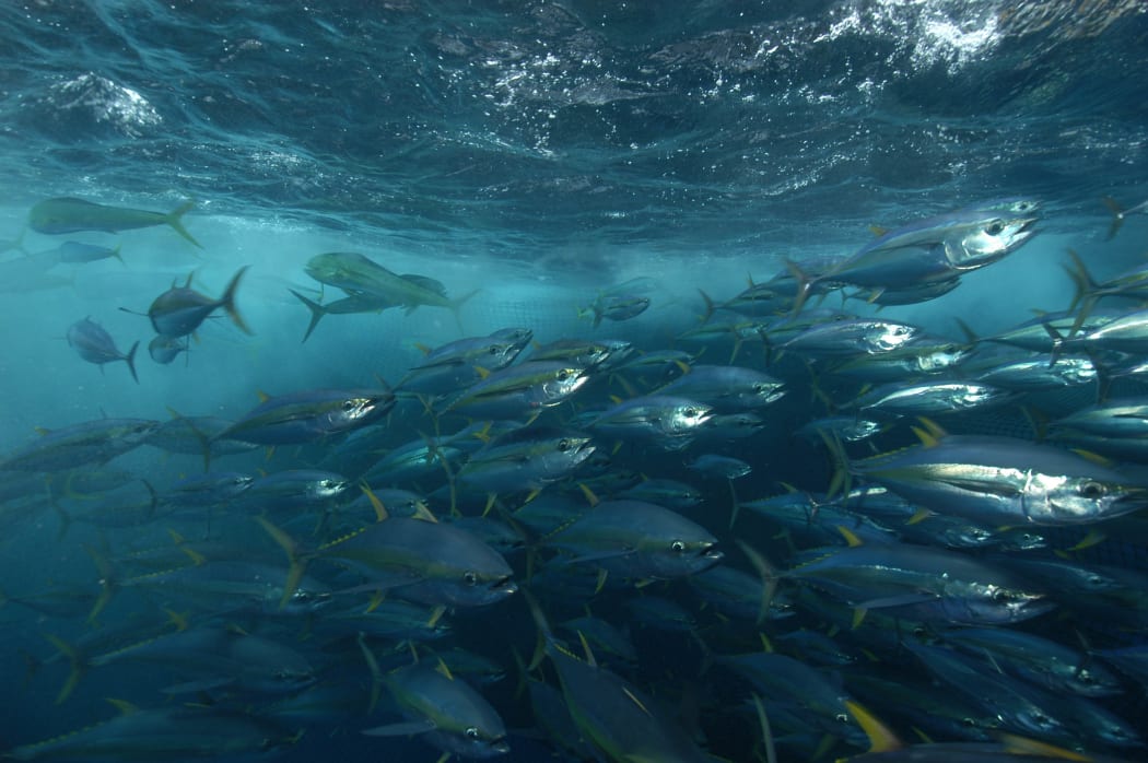 A school of yellow fin tuna encircled by a net