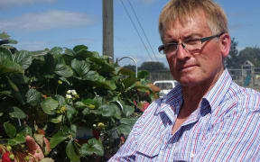 Berry grower Steve Malone.
