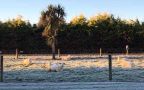A frosty morning in the Waikato.