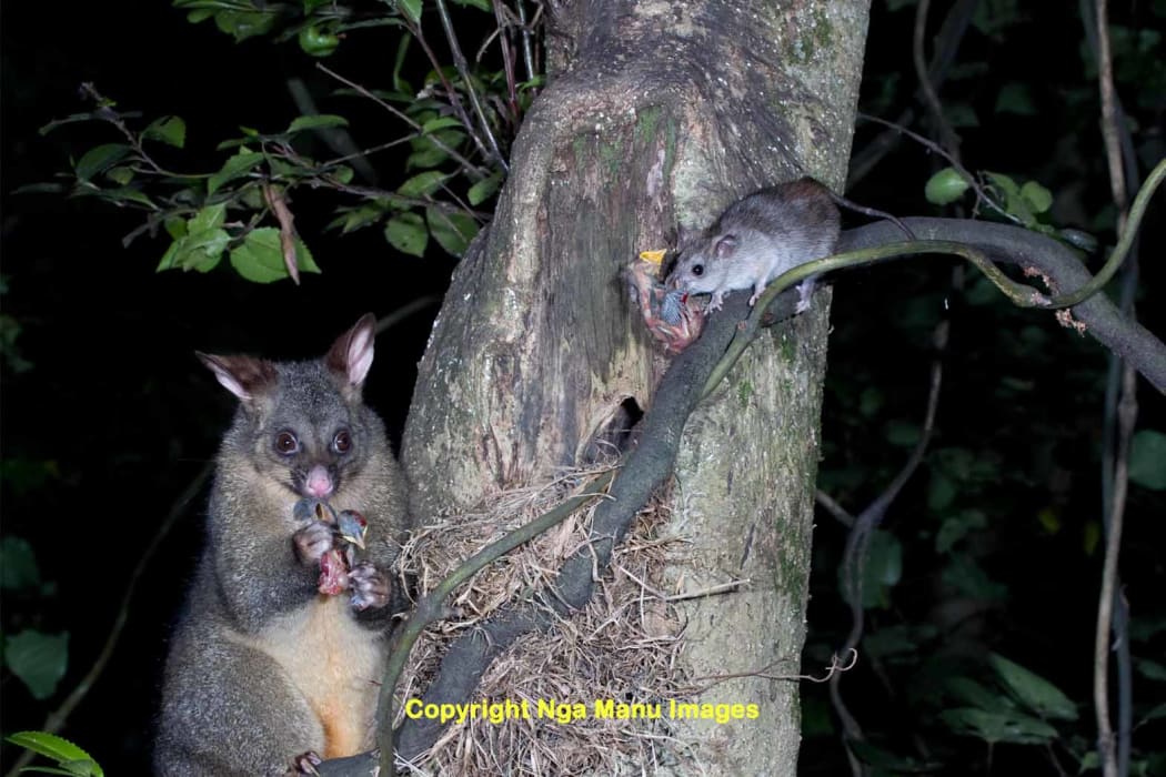 Possum and a ship rat photographed at night eating thrush chicks