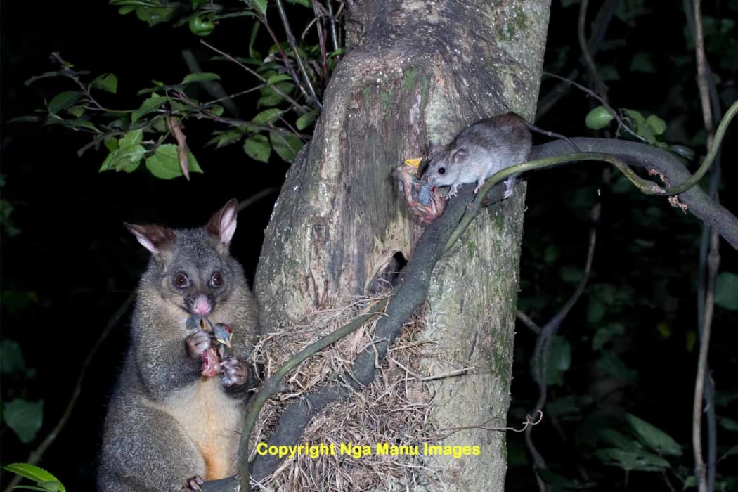 Predator Free NZ ambitious and underfunded RNZ