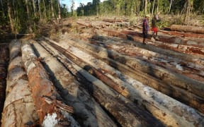 Bewani landowners walk across pile of felled logs, West Sepik Province