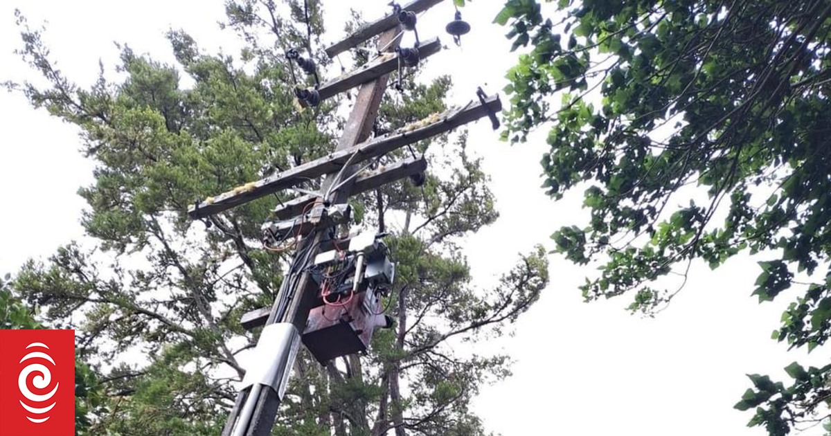 Calls to review regulations to prevent trees toppling power lines RNZ