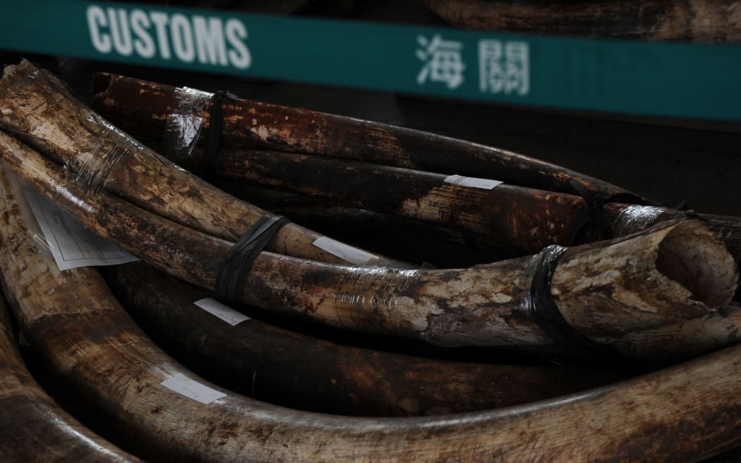 Seized elephant tusks were displayed during a Hong Kong Customs press conference in October 2012.