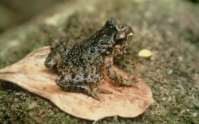 The Hochstetter frog is the size of your thumb
