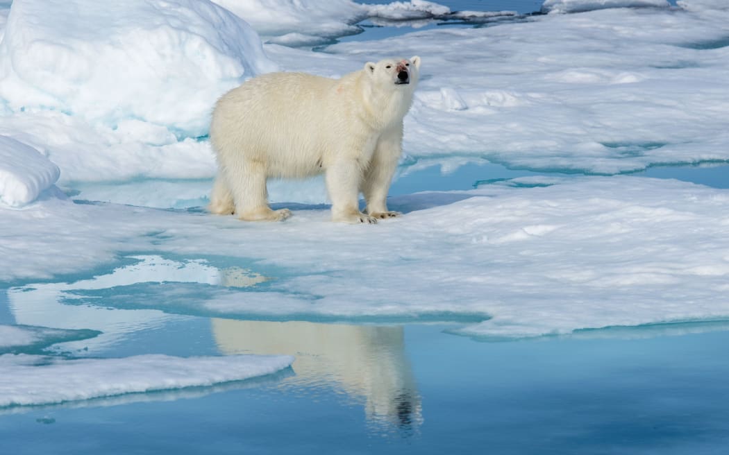 Белый медведь (Ursus maritimus) на паковом льду к северу от острова Шпицберген, Шпицберген, Норвегия