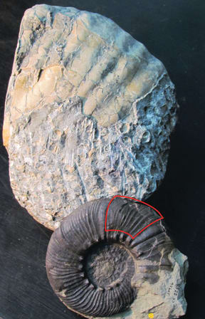 The giant Maungataniwha fossilised ammonite (rear), compared against a smaller, complete ammonite fossil which is 165mm in diameter. The area outlined in red on the smaller specimen indicates the section discovered at Maungataniwha.