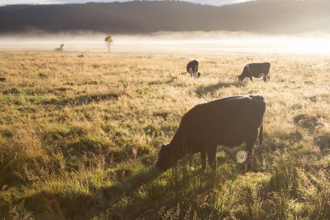 Cows at dawn