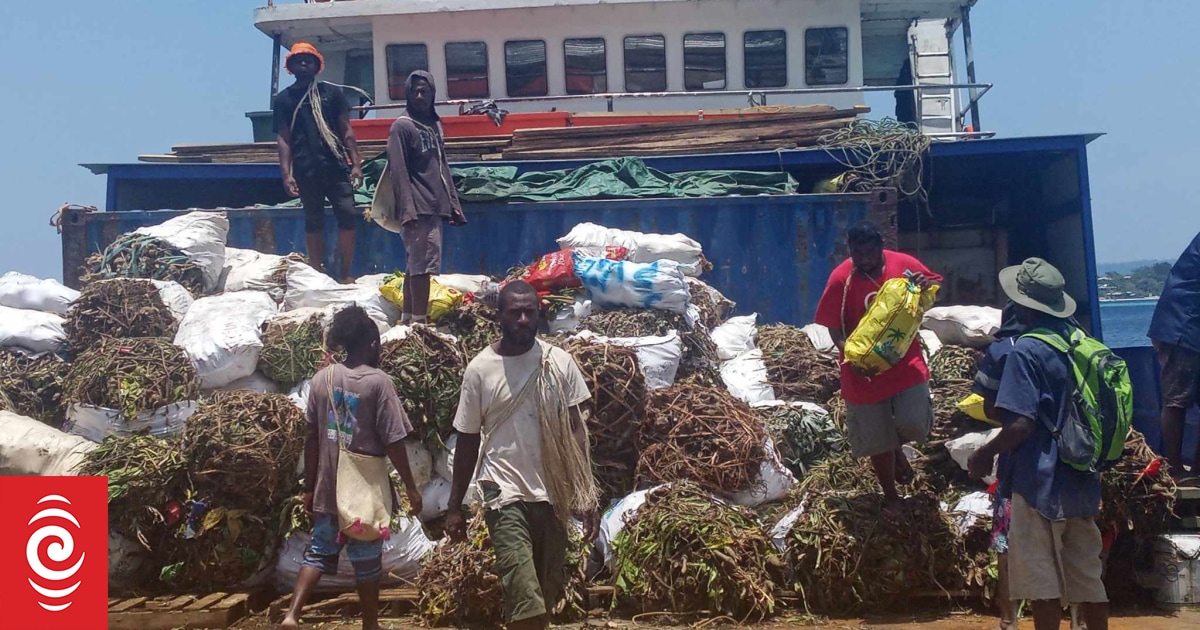 Kava farmers in Vanuatu want govt assistance - Vimarsana News
