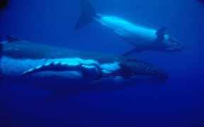 Humpback whale - mother and calf