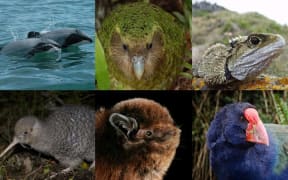 The draft Threatened Species Strategy is designed to halt the decline of New Zealand's threatened species.
