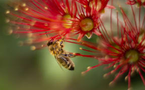 A bee, landing on a pohutukawa bloom.