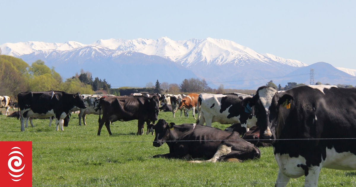 Mid-Canterbury farms: M bovis eradication ‘not dependent on knowing transmission route’