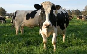 Global dairy prices fall 3.3 percent overall in latest auction