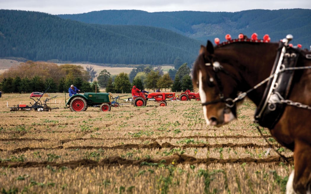 Clydesdale ciągnący pług.  W tle rolnicy na traktorach ciągną za sobą pługi przez żółte pola.