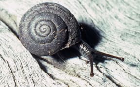 Meridistes snail