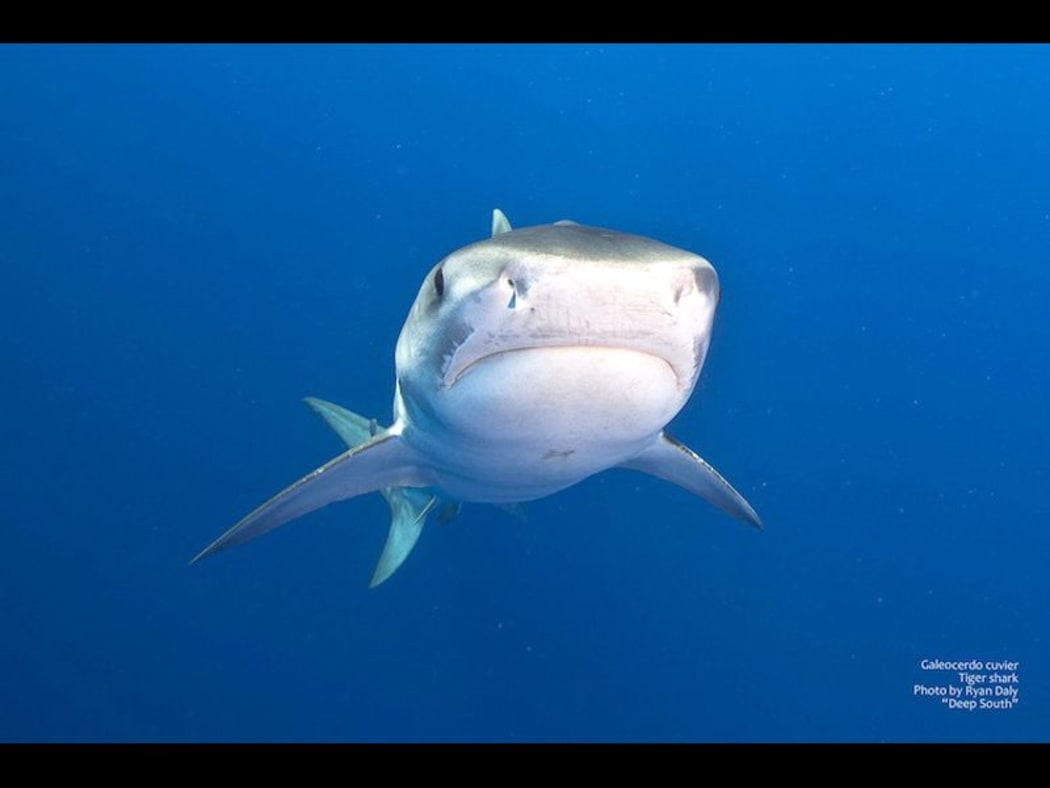 Authorities concerned after another shark attack in French Polynesia