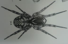 Illustration of a female Pacificana cockayni, from Spiders of New Zealand drawn by Nadine Duperre