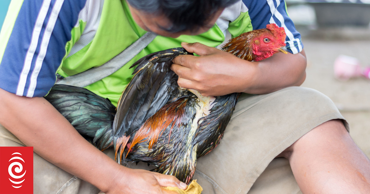 Opponents To Cockfighting Ban In The CNMI Lose Fight | RNZ News