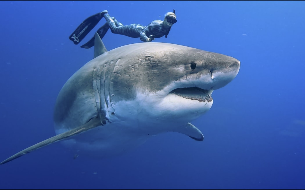 Man in hospital in Pago Pago after frenzied shark attack | RNZ News