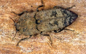 Amychus granulatus (Cook Strait Click Beetle)