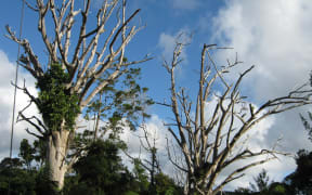 Dead kauri trees, infected with kauri dieback, at Trouson Kauri Park