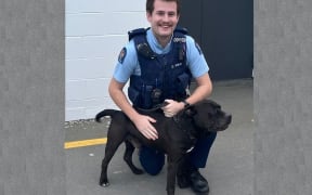 A doggone good outcome - Stolen shelter pup rescued safely