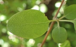 Olearia gardneri leaf