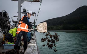 NIWA and University of Auckland PhD student Trevyn Toone deploying harvested mussels in Pelorus Sound.