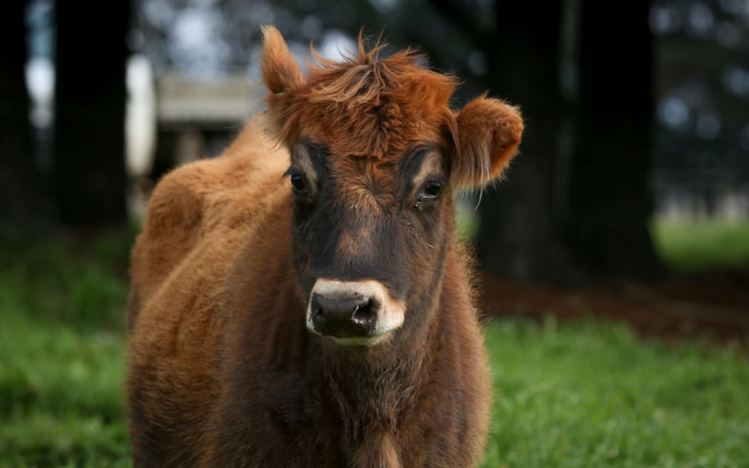 Organic Jersey heifer on a Rongotea farm.