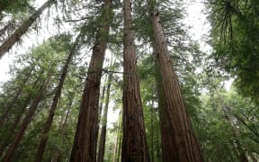 Forest of redwood trees in California.