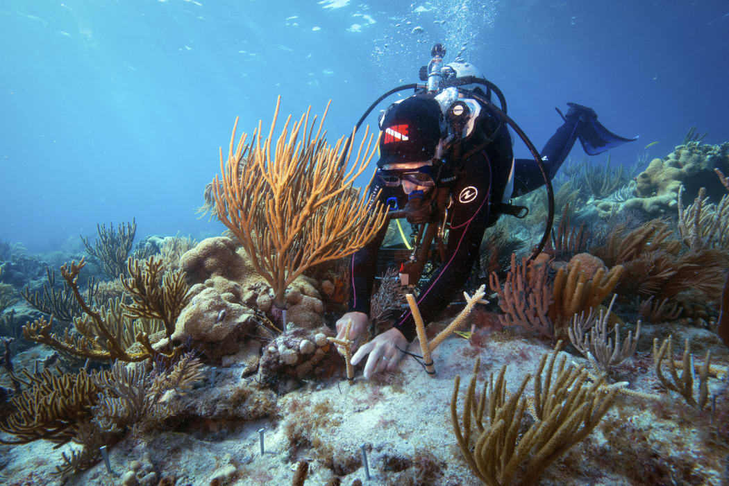 Researcher studies an outplanting of elkhorn coral in Dry Tortugas National Park.