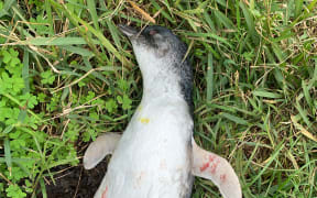 A deceased little blue penguin/kororā found on Wellington's south coast.